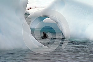 Fur seal swimming between icebergs in Antarctica