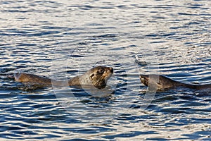 Fur seal swimming together in cold sea waters close to7 Half Moo