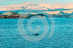 Fur seal swims among glaciers in winter in Iceland. Breathtaking natural landscape