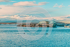 Fur seal swims among glaciers in winter in Iceland. Breathtaking natural landscape