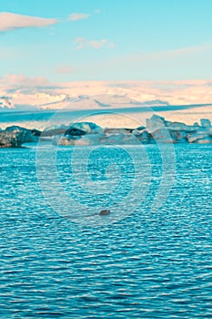 Fur seal swims among glaciers in winter in Iceland. Breathtaking natural landscape