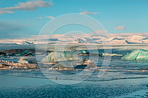 Fur seal swims among glaciers in winter in Iceland. Breathtaking natural landscape