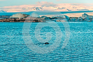 Fur seal swims among glaciers in winter in Iceland. Breathtaking natural landscape