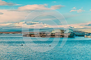 Fur seal swims among glaciers in winter in Iceland. Breathtaking natural landscape