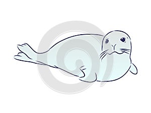 Fur seal vector , animal sketch isolated on white background . Concept for print, web design, cards