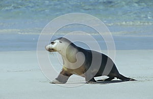 Fur seal walking on beach