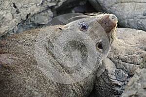 Fur Seal on watch duty