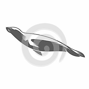 Fur seal in water black and white vector illustration