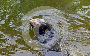 Fur seal in the water.