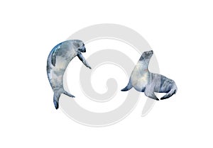 Fur seal watercolor collection. Hand drawn illustration with fur seals for posters design, souvenirs
