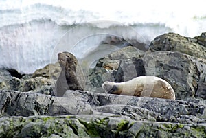 Fur seal and Weddell Seal on rocks in Antarctica
