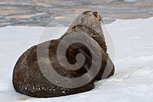 Fur seal which lies in the snow on the shore of aocean