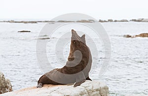 Fur seal yawning on the shore, Kaikoura