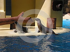 Fur Seals