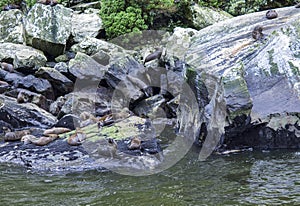 Fur seals Arctocephalus forsteri colony in Milford Sound