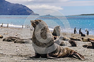 Fur Seals on Salisbury Plains, South Georgia photo