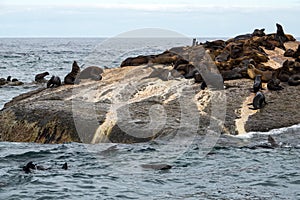 Fur seals Arctocephalus pusillus at Duiker Island, Hout Bay, South Africa