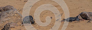 Fur seals babys lie on sand at Cape Cross at the skelett coast of Namibia, panorama