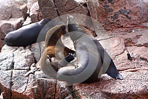 Fur Seals On The Ballestas Islands, Paracas, Peru