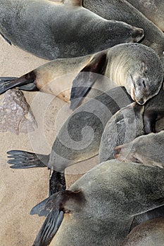 Fur seals at Cape Cross seal colony in Namibia photo
