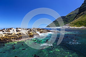 Fur seals on Duiker Island