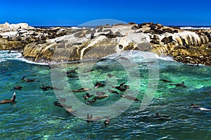 Fur seals on Duiker Island photo