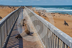 Fur seals lie at the walkingway at Cape Cross at the skelett coastline of Namibia