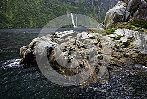 Fur Seals, Milford Sound, Fiordland National Park, South Island, New Zealand