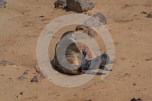 Fur seals mother and baby at Cape Cross at the skelett coastline of Namibia at the Atlantic Ocean