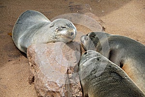 Fur seals napping at Cape Cross seal colony in Namibia