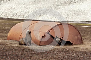 Fur seals playing in the ruins of whaler station at Deception Is photo