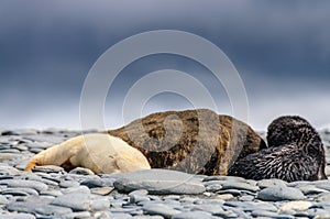 Fur Seals on Salisbury Plains, South Georgia photo