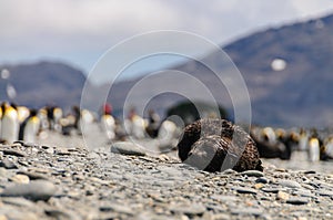 Fur Seals on Salisbury Plains, South Georgia photo