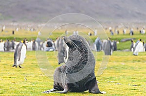 Fur Seals on Salisbury Plains, South Georgia photo