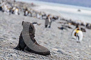 Fur Seals on Salisbury Plains, South Georgia photo