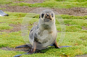 Fur Seals on Salisbury Plains, South Georgia photo