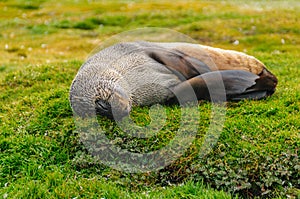 Fur Seals on Salisbury Plains, South Georgia photo