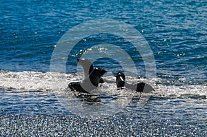 Fur Seals on Salisbury Plains, South Georgia photo