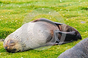 Fur Seals on Salisbury Plains, South Georgia photo