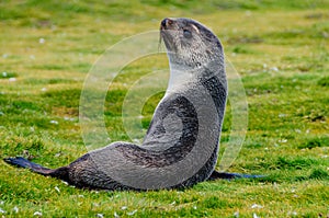 Fur Seals on Salisbury Plains, South Georgia photo