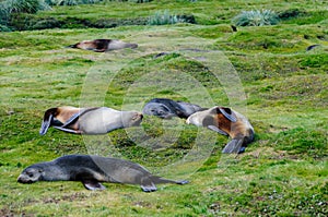 Fur Seals on Salisbury Plains, South Georgia photo