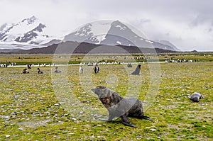 Fur Seals on Salisbury Plains, South Georgia photo