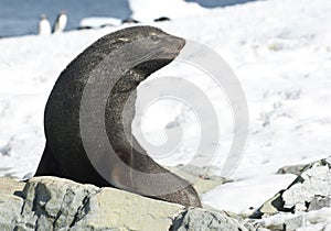 Fur seals sitting on a rock on the beach.