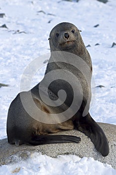 Fur seals sitting on a rock on the beach Antarctic