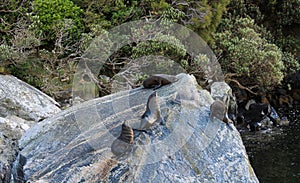 FUR SEALS SUN THEMSELVES ON A ROCK FORMATION AFTER A MORNING SWIM IN MILFORD SOUND