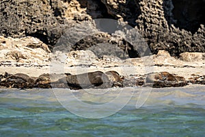 Fur seals sunbathing on the shore in Shoalwater Islands Marine Park
