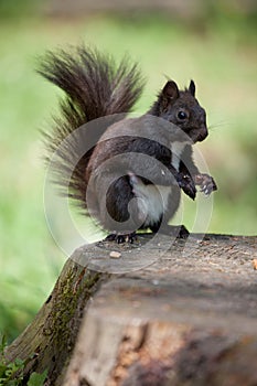 Fur squirrel close-up on stump, grass background