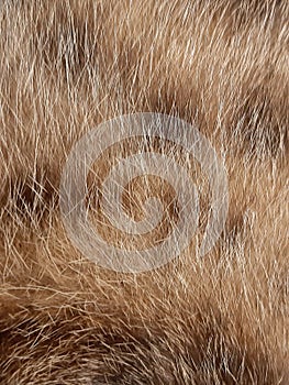 The fur of stray cat have color ation photo