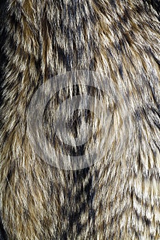 Fur texture