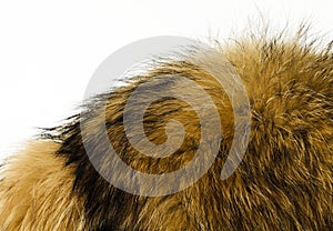 Fur texture